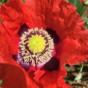 Meet your Posher, Rahab